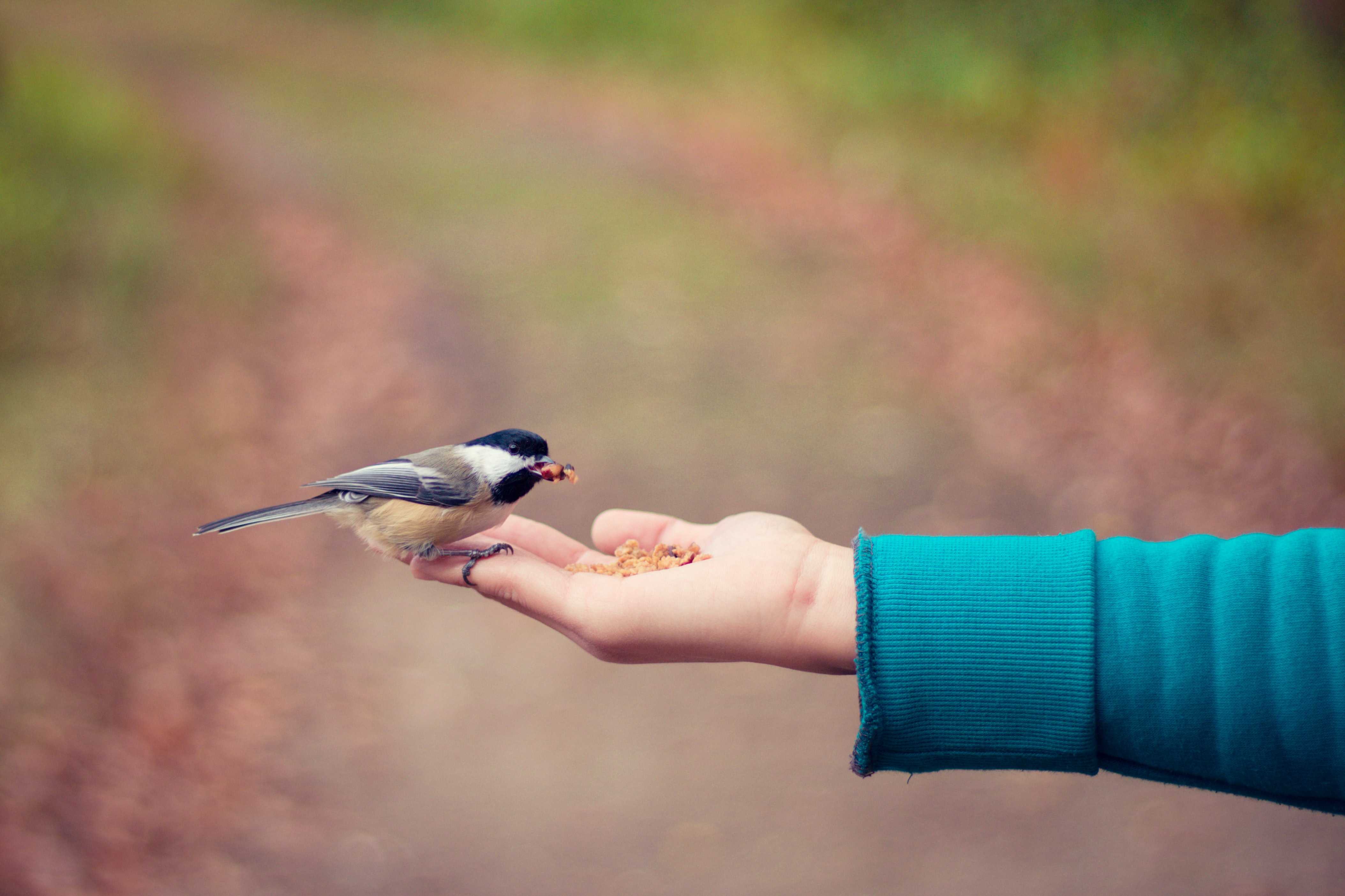 Bird eating food from a persons hand